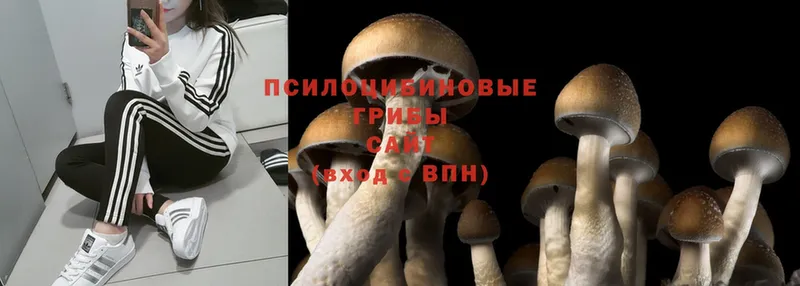 Псилоцибиновые грибы Psilocybe  Алагир 